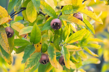 Fruits of medlar tree hang between autumn leaves