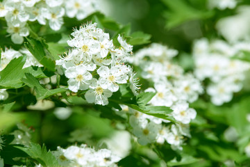White flowers, leaves and branches of spring hawthorn. Blooming wild hawthorn bush. Medicinal plant.