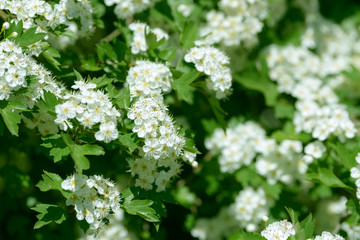White flowers, leaves and branches of spring hawthorn. Blooming wild hawthorn bush. Medicinal plant.
