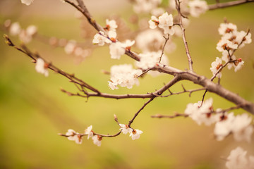 Obraz premium Blossom tree over nature background/ Spring flowers/Spring Background