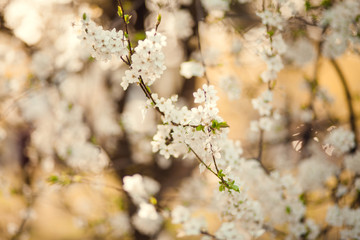 Blossom tree over nature background/ Spring flowers/Spring Background