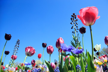 Blumenwiese im Frühling