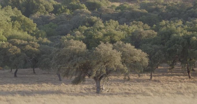 Panoramic shot of an oak tree field, in a summer day - shot from a high angle.