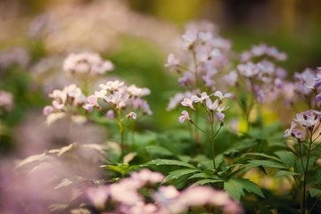 Blossom tree over nature background/ Spring flowers/Spring Background