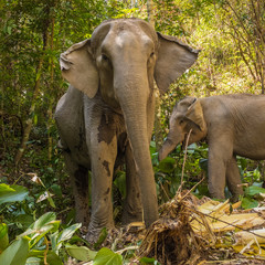 Low angle photo of Asian Elephant