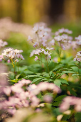 Blossom tree over nature background/ Spring flowers/Spring Background