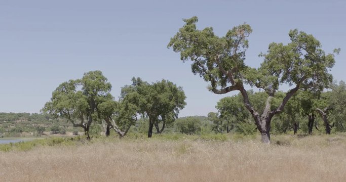 Panoramic shot of an oak tree field, in a summer day.