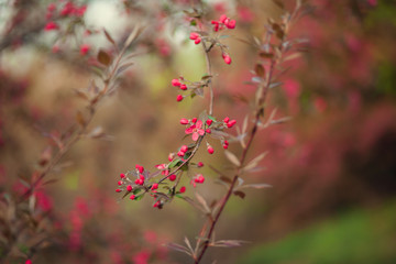 Blossom tree over nature background/ Spring flowers/Spring Background