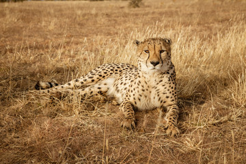 Adult cheetah lies down in dry grass