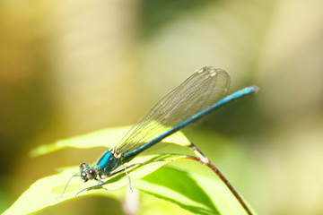 カワトンボ © ohi2000