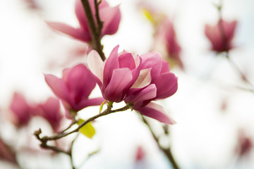 Blossom tree over nature background/ Spring flowers/Spring Background