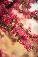 Obraz premium Bougainvillea tree in the garden.