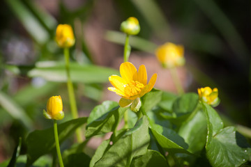 Glade of Yellow spring flowers (Ficaria verna) in the forest