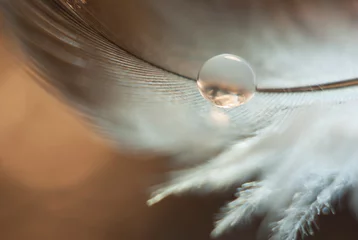 Ein kleiner Wassertropfen, der Licht und Glanz auf einer grau-weißen Feder auf braunem Hintergrund reflektiert © Mariia