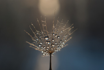 Many small drops on a dandelion seed reflecting the sunset light on a blue blurred background