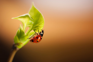 Ladybug rises on a branch of lilac with young leaves on a gradient brown background