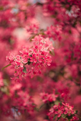 Bougainvillea tree in the garden.