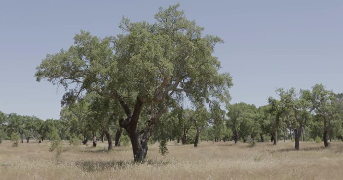 4k shot of an oak tree field, in a summer day. Focused on a single tree in the foreground.