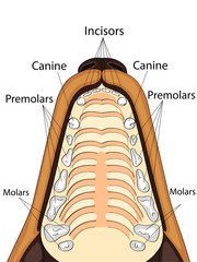 Anatomical structure of the upper jaw of the dog, the location and the name of the teeth © toricheks