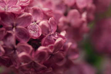 Spring branch of blossoming lilac