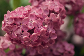 Spring branch of blossoming lilac