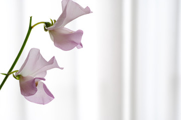 sweet pea flower