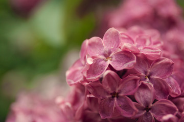 Spring branch of blossoming lilac