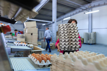 Factory Chicken Egg Production. Workers fold prepared eggs in trays and boxes on a conveyor. Agribusiness company. Unrecognized faces of persons.