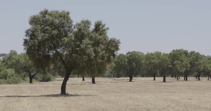 4k shot of an oak tree field, in a summer day. Focused on a single tree in the foreground.