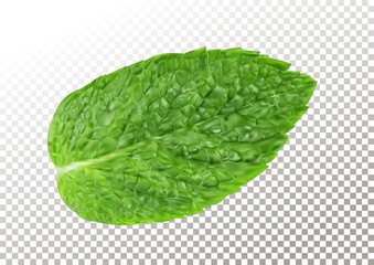 Fresh mint leaf. Vector illustration of menthol healthy aroma. Herbal nature plant. Spearmint realistic green leafs on transparent background.