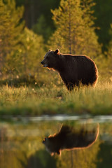 brown bear in summer landscape with water reflection