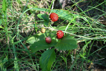 Strawberry has matured in the forest field