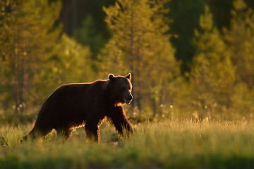 bear walking in forest background at summer