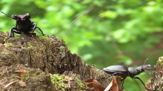 Hirschk&auml;fer (Lucanus cervus) im Wald