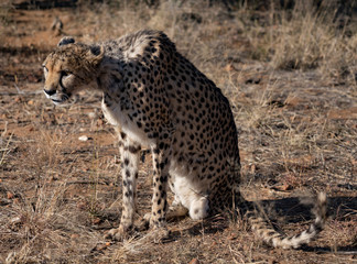 Cheetah sits on his haunches
