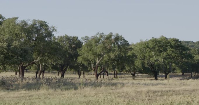 Panoramic shot of an oak tree by the river, in a summer day.