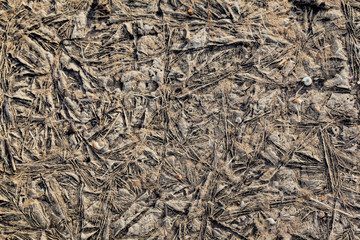 Background texture of plants frozen in ice