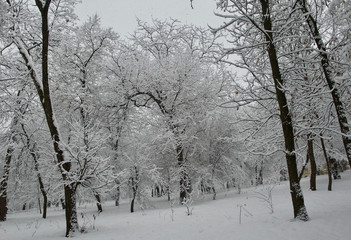 park of the Kiev Polytechnic Institute in the snow