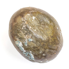 Spoiled Mango. Rotten fruit isolated on white background