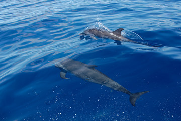 Dauphin tacheté pantropical