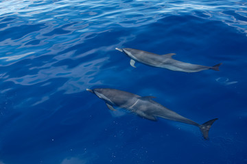 Dauphin tacheté pantropical