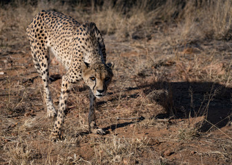 Cheetah walks slowly across desert scrub