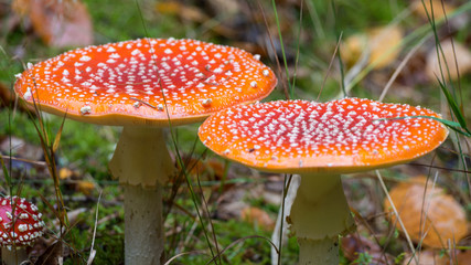fly agaric in the forest