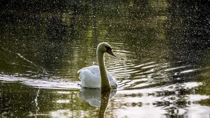 swan on lake