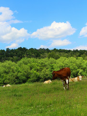 Fototapeta na wymiar Brown cow and meadow