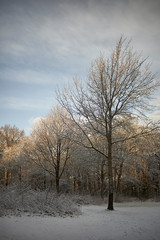 Winter landscape in the Netherlands