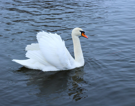A white  swang