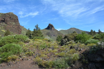 Tenerife, massif du Téno.