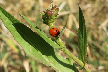 Ladybug on a green plant in the garden, closeup