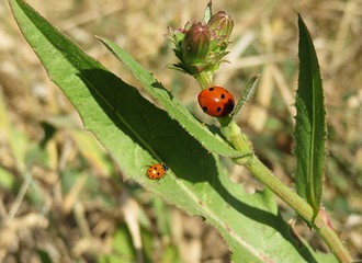 Ladybugs on a green plant in the garden, closeup